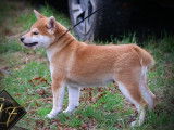 1 chiot femelle Shiba Inu LOF à vendre