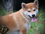 1 chiot femelle Shiba Inu LOF à vendre