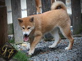 2 chiots mâles Shiba Inu LOF disponibles à l’achat