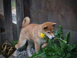 2 chiots mâles Shiba Inu LOF disponibles à l’achat