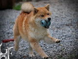 2 chiots mâles Shiba Inu LOF disponibles à l’achat