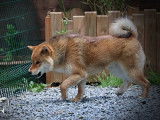 À vendre, chien mâle Shiba Inu LOF