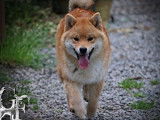 À vendre, chien mâle Shiba Inu LOF