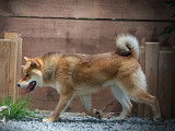 Chien adulte Shiba Inu LOF à vendre