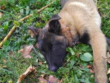 1 chiot mâle Berger Belge Malinois LOF à vendre