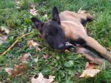 1 chiot mâle Berger Belge Malinois LOF à vendre