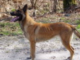 Chienne Berger Belge Malinois LOF à vendre