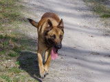 Chienne Berger Belge Malinois LOF à vendre