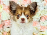 À vendre, 1 chiot Chihuahua mâle (LOF)