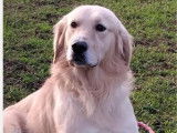 Chien Golden Retriever mâle adulte disponible pour saillie (LOF)