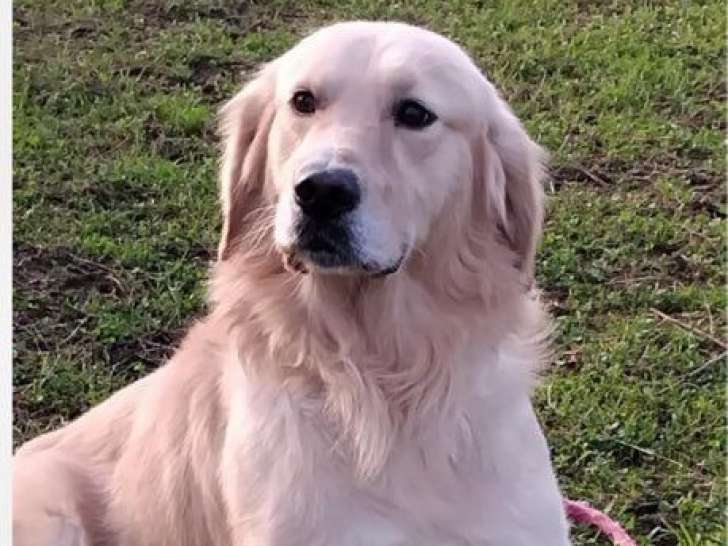 Chien Golden Retriever mâle adulte disponible pour saillie (LOF)