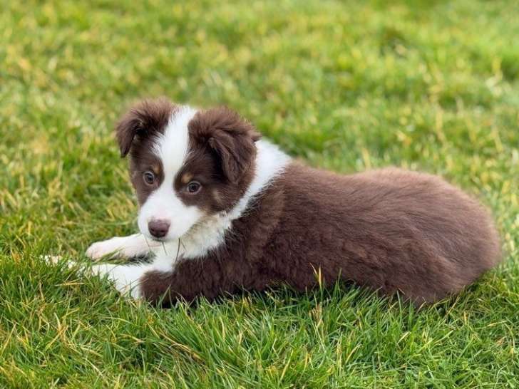 Chiots Berger Américain Miniature LOF à vendre
