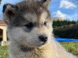À vendre, 1 chiot femelle Malamute d’Alaska (LOF)