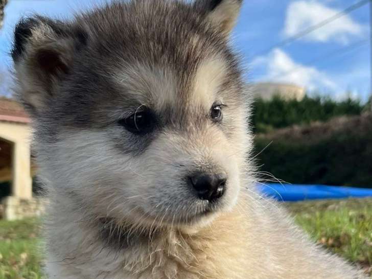 À vendre, 1 chiot femelle Malamute d’Alaska (LOF)