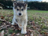 À vendre, 1 chiot femelle Malamute d’Alaska (LOF)