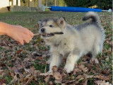 À vendre, 1 chiot femelle Malamute d’Alaska (LOF)