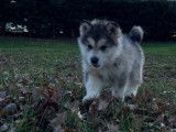 À vendre, 1 chiot femelle Malamute d’Alaska (LOF)