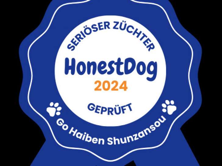 Superbes Akita Inus à vendre