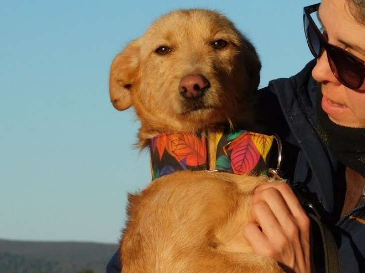 Patitas, chien qui adore les calins à adopter