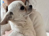 À vendre, 1 chiot mâle Chihuahua LOF