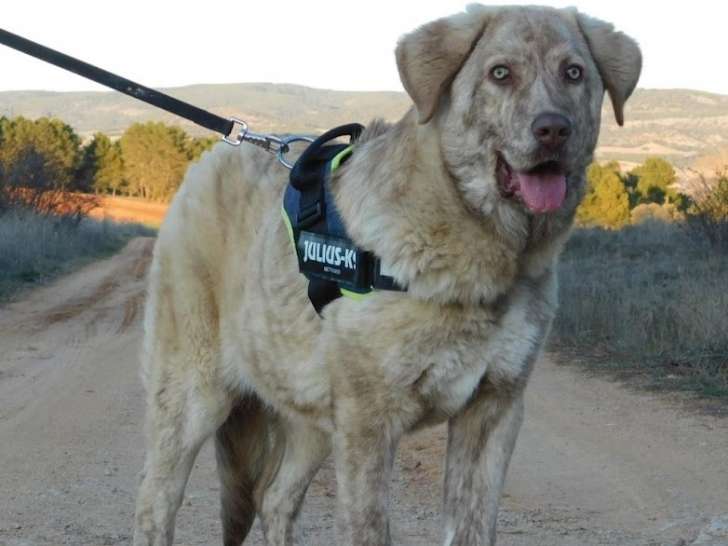 Neus, chiot de type Mâtin Espagnol d'une beauté spectaculaire à adopter