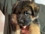 9 chiots Berger Allemand LOF de à réserver