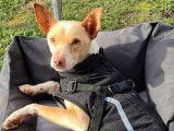 Tool, Podenco coquin à adopter