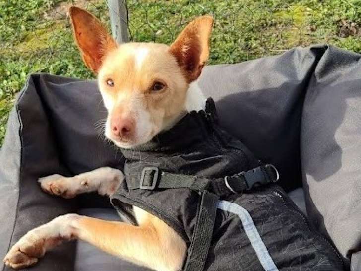 Tool, Podenco coquin à adopter