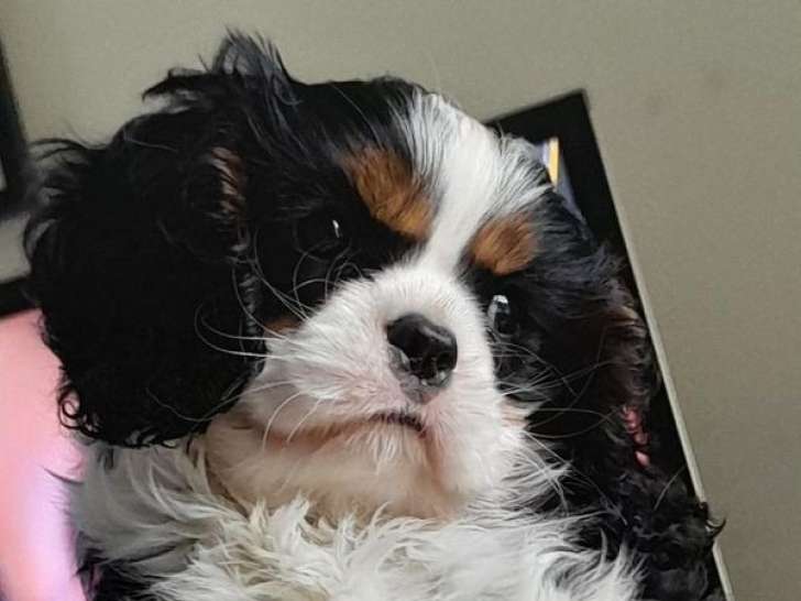À réserver, 9 chiots Cavalier King Charles LOF