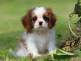 À réserver, 9 chiots Cavalier King Charles LOF