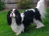 À réserver, 9 chiots Cavalier King Charles LOF