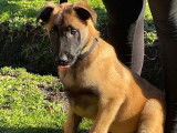 1 chiot mâle Berger Belge Malinois LOF à vendre