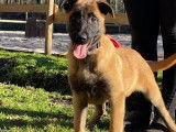 1 chiot mâle Berger Belge Malinois LOF à vendre