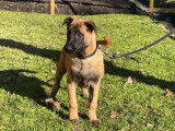1 chiot mâle Berger Belge Malinois LOF à vendre