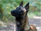 1 chiot mâle Berger Belge Malinois LOF à vendre