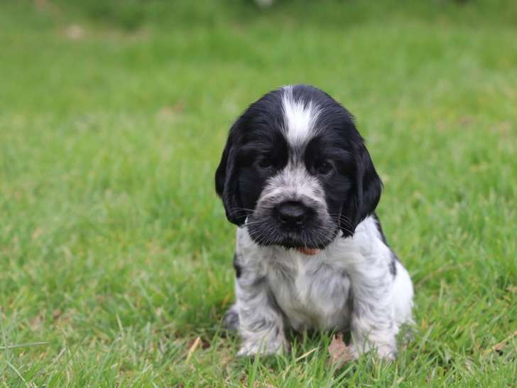 À réserver, 6 chiots Cocker Anglais LOF