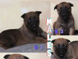 5 chiots Berger Belge Malinois LOF à réserver