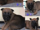 5 chiots Berger Belge Malinois LOF à réserver