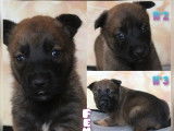 5 chiots Berger Belge Malinois LOF à réserver