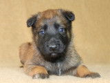 À réserver, 3 chiots Bergers Belges Malinois LOF