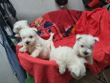 À vendre, 3 chiots West Highland White Terrier LOF