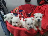 À vendre, 3 chiots West Highland White Terrier LOF