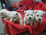 À vendre, 3 chiots West Highland White Terrier LOF