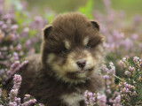 À vendre, chiot femelle Malamute d’Alaska (LOF)
