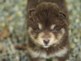 À vendre, chiot femelle Malamute d’Alaska (LOF)