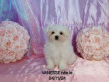 À vendre, 4 chiots Bichons Maltais LOF