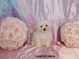 À vendre, 4 chiots Bichons Maltais LOF