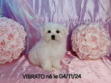 À vendre, 4 chiots Bichons Maltais LOF