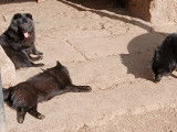 3 de mes chiots Schipperkes disponibles