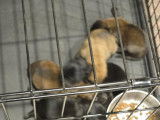 Chiots Malinois à vendre